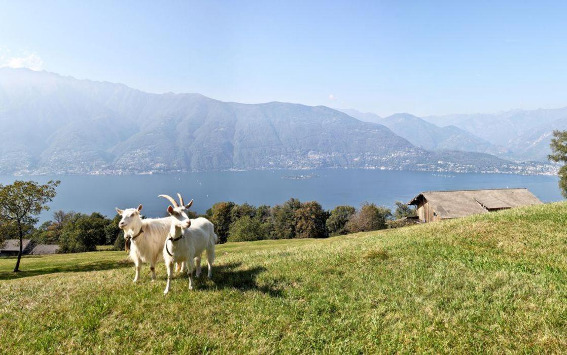 Residenza Al Castagno Duplex By Fewotessin Piazzogna Buitenkant foto